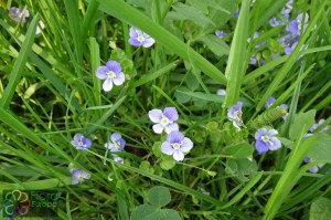 Veronica filiformis